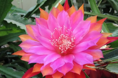 Cách trồng và chăm sóc hoa quỳnh luôn tươi tốt 