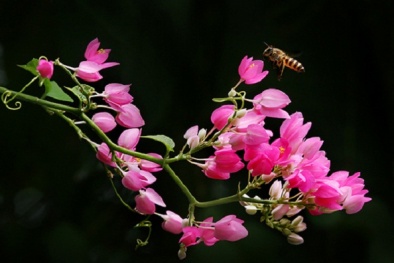 Kỹ thuật trồng hoa tigon