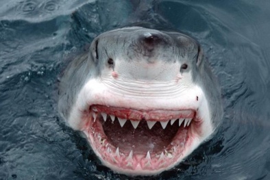 Cá mập trắng nuốt sống người đàn ông đang bơi 