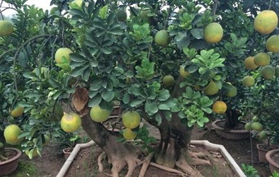 Rao bán 40 triệu đồng một cây bưởi cảnh bonsai chưng Tết