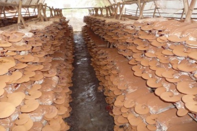 Huy động gần 900 tỷ đồng cho chuyển giao KH&CN vào nông thôn miền núi