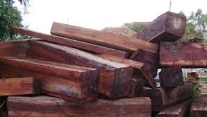 Khởi tố vụ án và nghi vấn Công ty Đại Nam bán lâm sản không hợp pháp