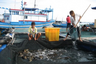 Sản xuất thành công vacxin phòng bệnh hoại tử thần kinh cho cá mú