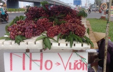 Nho vườn giá bèo bán nhiều tại TP HCM ở đâu ra?