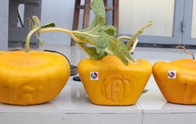 Cần Thơ: Trồng dưa hấu thỏi vàng thu tiền tỷ dịp Tết