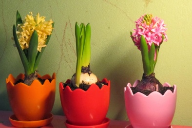 Trồng hoa dạ lan hương đón Tết Ất Mùi