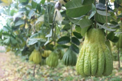 Kỹ thuật trồng cây phật thủ đón Tết cho phúc lộc đầy nhà