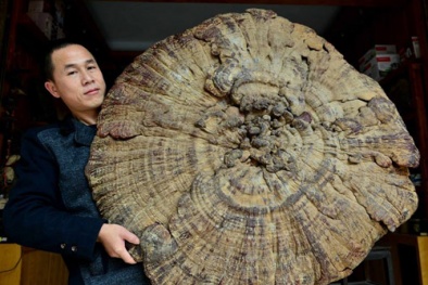 Phiến nấm linh chi khổng lồ với đường kính 107 cm 