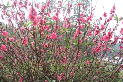 Kỹ thuật trồng cây hoa đào đẹp cho ngày tết Ất Mùi