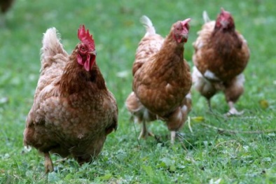 Một con gà ‘cõng’ 14 loại phí, lệ phí