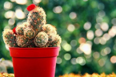 Kỹ thuật trồng và chăm sóc xương rồng