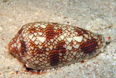 Ốc biển độc có thể cứu người