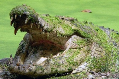 Anh hùng giết cá sấu khổng lồ trả thù cho vợ