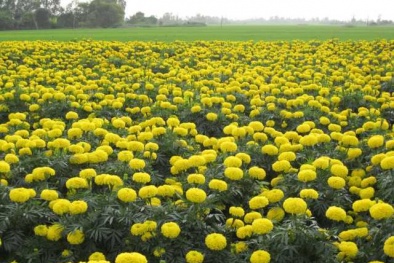 Kỹ thuật trồng cúc vạn thọ đẹp chơi Tết Nguyên đán