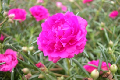 Kỹ thuật trồng và chăm sóc hoa mười giờ