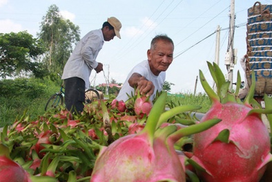 ​Nông dân Việt mở hướng làm ăn với Nhật