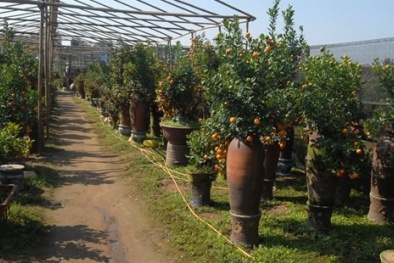 Quất bình mini giá chát vẫn hút khách