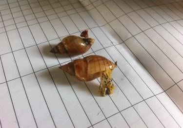 Độc tố trong ốc biển khiến 3 ngư dân tử vong