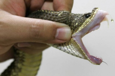 Tìm ra huyết thanh trị mọi vết rắn cắn cho người nghèo