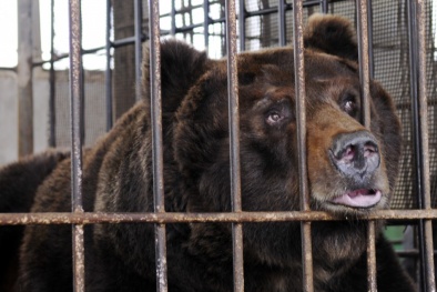 Đau lòng em bé 3 tuổi bị gấu cắn đứt tay