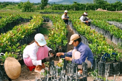 Kỳ vọng vào sức sống mới của khoa học và công nghệ địa phương