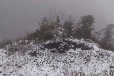 Tuyết rơi ở Sa Pa ảnh hưởng thế nào tới hoa màu ?