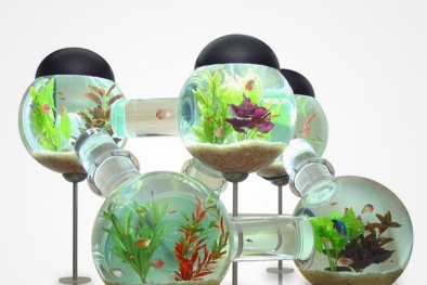 Bài trí bể cá theo phong thủy mang tài lộc cho gia chủ