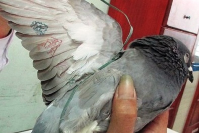 Thắc mắc về chim bồ câu mang ‘ký tự lạ’ đã được giải đáp