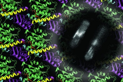 Vi khuẩn cổ chứa protein quan trọng cho sự sống tương lai