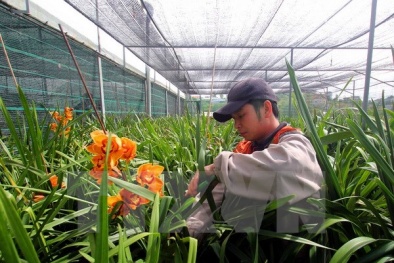 Đà Lạt: Một nửa sản lượng hoa địa lan chơi Tết đã nở sớm