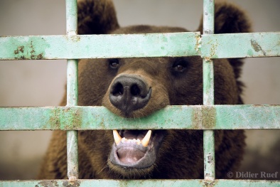 Gấu nuôi tấn công người, lỗi do đâu?