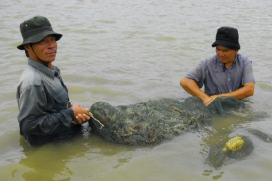 Mô hình nuôi tôm thẻ chân trắng hiệu quả cao theo VietGAP