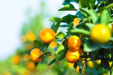 Quất cảnh chơi tết Ất Mùi 2015 giá sẽ tăng nhẹ