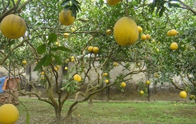 Đặc sản Tết 2015: Quà quê lên ngôi