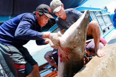 'Tỷ phú' mù chữ nhờ nghề thu phục cá mập