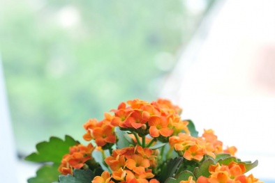 Kỹ thuật trồng cây sống đời ra hoa đẹp 