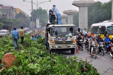 Dự án đường sắt trên cao: Nguyễn Trãi sẽ vắng bóng cây xà cừ 100 năm