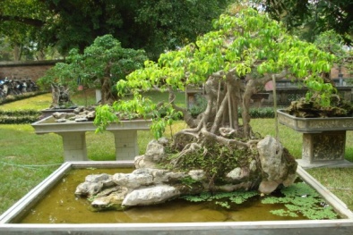 Kỹ thuật bón phân cho cây, hoa cảnh