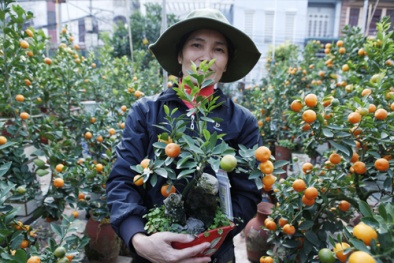 Thú chơi quất bonsai tí hon lên ngôi dịp Tết 2015