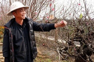 Vườn đào gốc cổ rót tiền tỷ, thu bạc cắc của lão nông Hà Nội