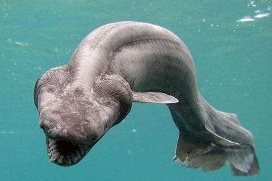 Bắt được cá mập thằn lằn ngoài khơi bờ biển Australia 