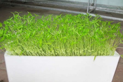 Kỹ thuật trồng rau sạch bằng phương pháp thủy canh 