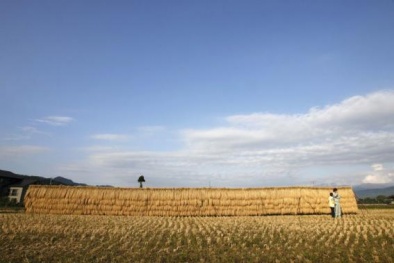  Gạo Nhật trở thành hàng hóa xa xỉ tại Trung Quốc