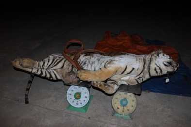 Mở tủ đá phát hiện xác hổ trị giá gần tỷ đồng