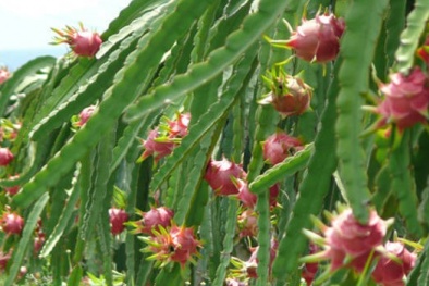 Cơ hội thành tỷ phú với cây thanh long