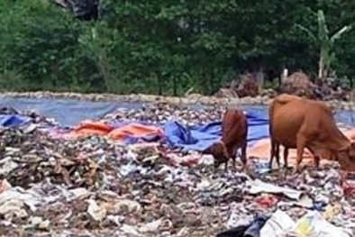 Dân hoảng hồn vì doanh nghiệp đổ rác thải nguy hại vào bãi rác sinh hoạt
