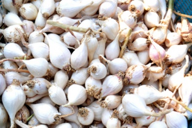 Giá tỏi cô đơn tăng gấp ba lên 2 triệu đồng dịp Tết