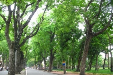 Hà Nội khai tử 6.700 cây xanh làm mất mỹ quan đô thị