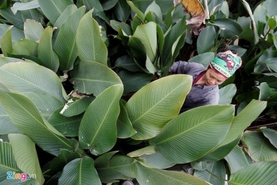 Lá dong gói bánh chưng 100.000 đồng/bó vẫn khan hàng