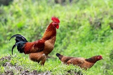 Nâng cao chất lượng thịt gà ở Quảng Ninh